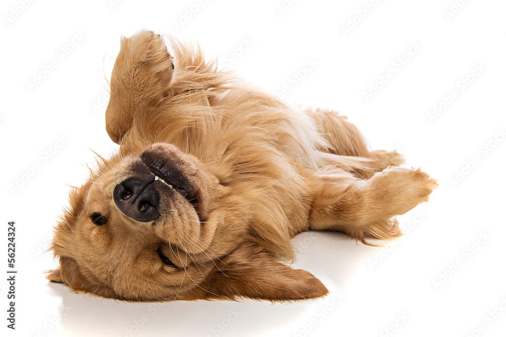 Golden Retriever dog on his back - obrazy, fototapety, plakaty 