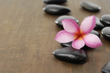 Fototapeta Storczyk - single frangipani with black stones on wooden board