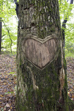 Heart Wooden Cut Texture