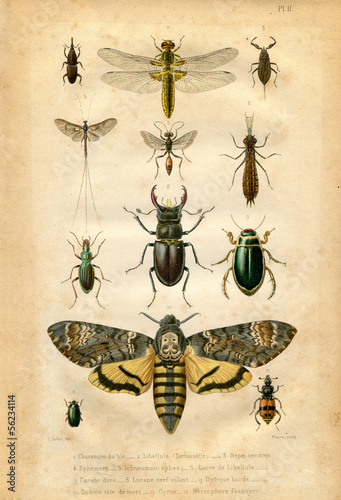 Cuadros en Lienzo Histoire naturelle : Les insectes