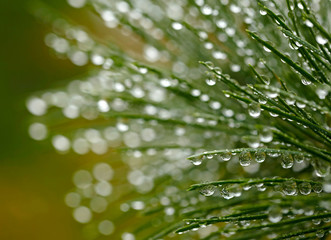 Poster - Water drops on fir tree. Shallow DOF, soft focus