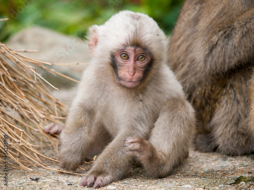 日本猿の白い小猿 Stock Photo Adobe Stock