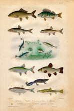 Histoire Naturelle : Fish