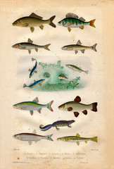 Histoire naturelle : Fish