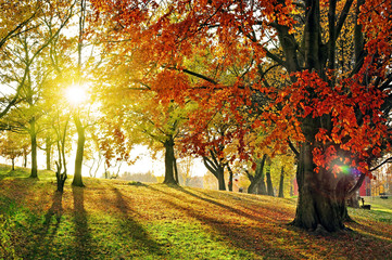 Plakat drzewa jesień krajobraz słońce las