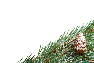 Wall Mural - christmas pine tree