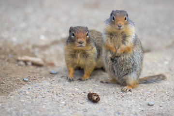 Wall Mural - Ground squirrel portrait