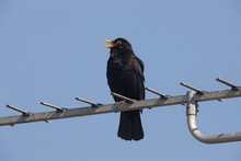 Blackbird Turdus Merula