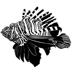 Wall Mural - marine aquarium fish Zebra Lionfish