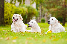 Three Golden Retriever Dogs