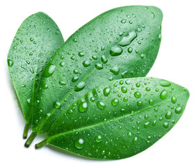 Water drops on a green leaf background.