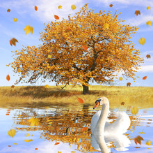Swan In Autumn Landscape With The Falling Leaves