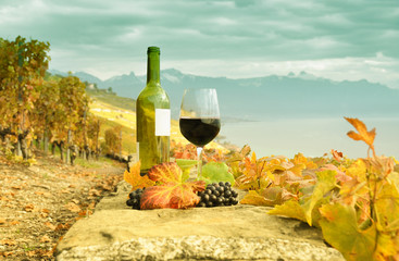 Wine and grapes against Geneva lake. Lavaux region, Switzerland