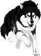 vector drawing of the dog breed malamute