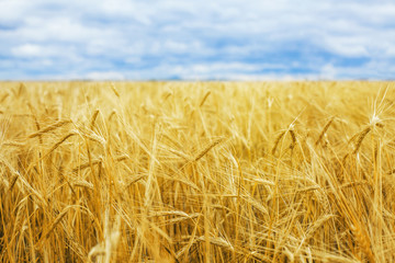 Wheat field