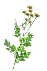 Wall Mural - Mutterkraut (Tanacetum parthenium)