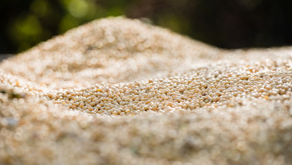 Wall Mural - soybean harvest