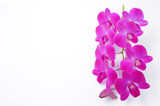 Fototapeta Kwiaty - Orchid