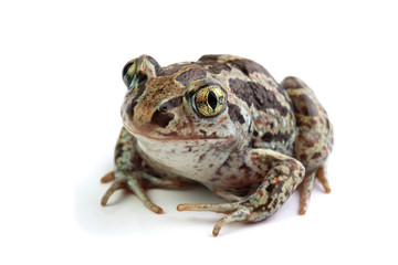 Poster - Toad with golden eyes on white