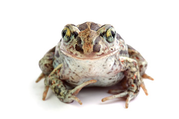 Wall Mural - Toad with golden eyes on white