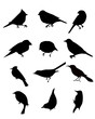 Birds silhouettes