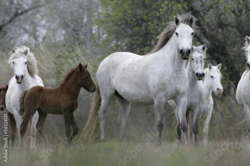 Obraz w ramie Camargue white horse