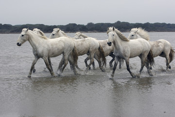 Fototapeta woda koń ssak krajowego