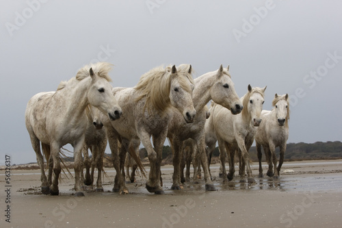 Fototapeta na wymiar Camargue white horse
