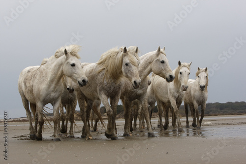 Naklejka ścienna Camargue white horse