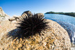 Live sea urchins lie on a rock