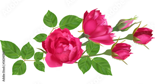 Naklejka na szybę isolated dark red roses with green leaves