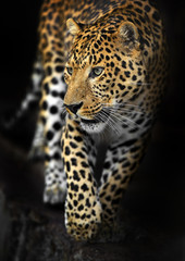 Wall Mural - amur leopard