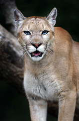 Wall Mural - portrait cougars