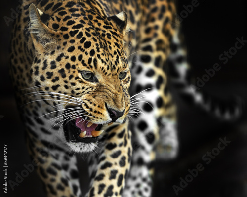 Foto-Vorhang - Amur Leopard (von kyslynskyy)
