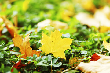 Canvas Print - autumn leaves close up