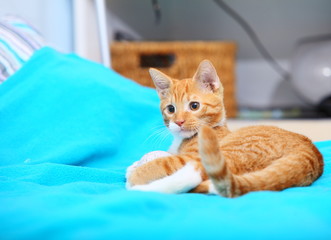 Animals at home - red cute little cat pet kitty on bed