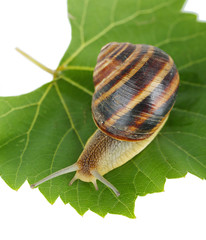 Snail on leaf isolated on white