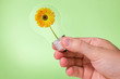 © graja - Hand holding lightbulb with  flower inside