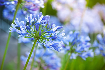 Fotomurales - Macro photo of bright blue Agapanthus flowers