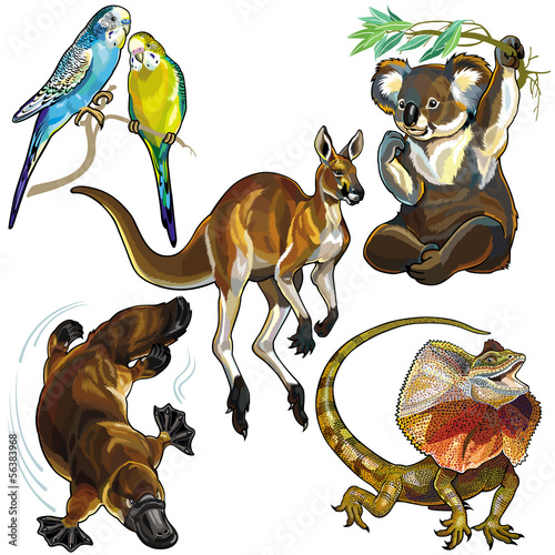 Naklejka na kafelki set with wild animals of australia