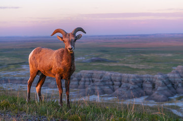 badlands bighorn sheep at sunrise