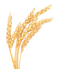 Poster - wheat ears