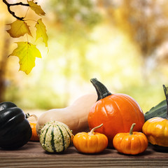Wall Mural - pumpkins and squashes with a shinning fall background