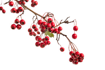 Wall Mural - Rote Weißdornbeeren