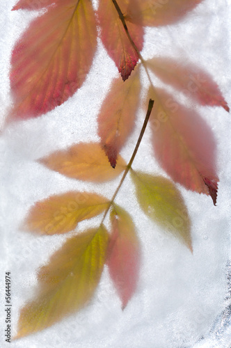 Naklejka na meble icy plants