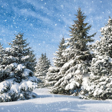 Fir Trees Covered By Snow