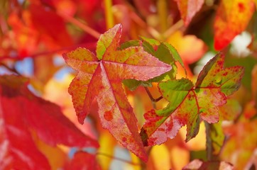 Wall Mural - Amberbaum - sweetgum 05