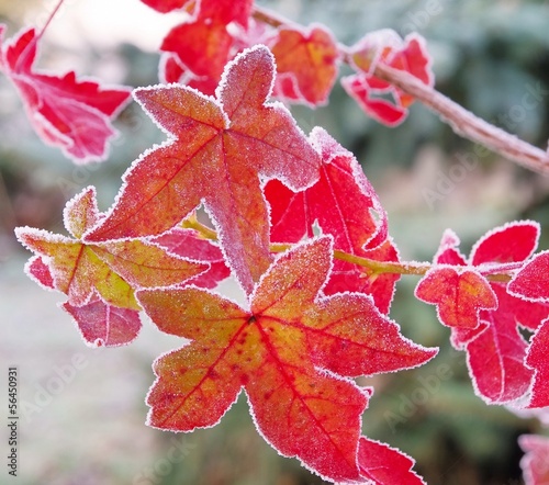 amberbaum-raureif-szron-slodowy-02