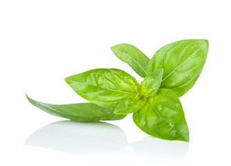 Wall Mural - Fresh basil