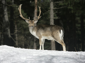 Wall Mural - Fallow deer, Dama dama,